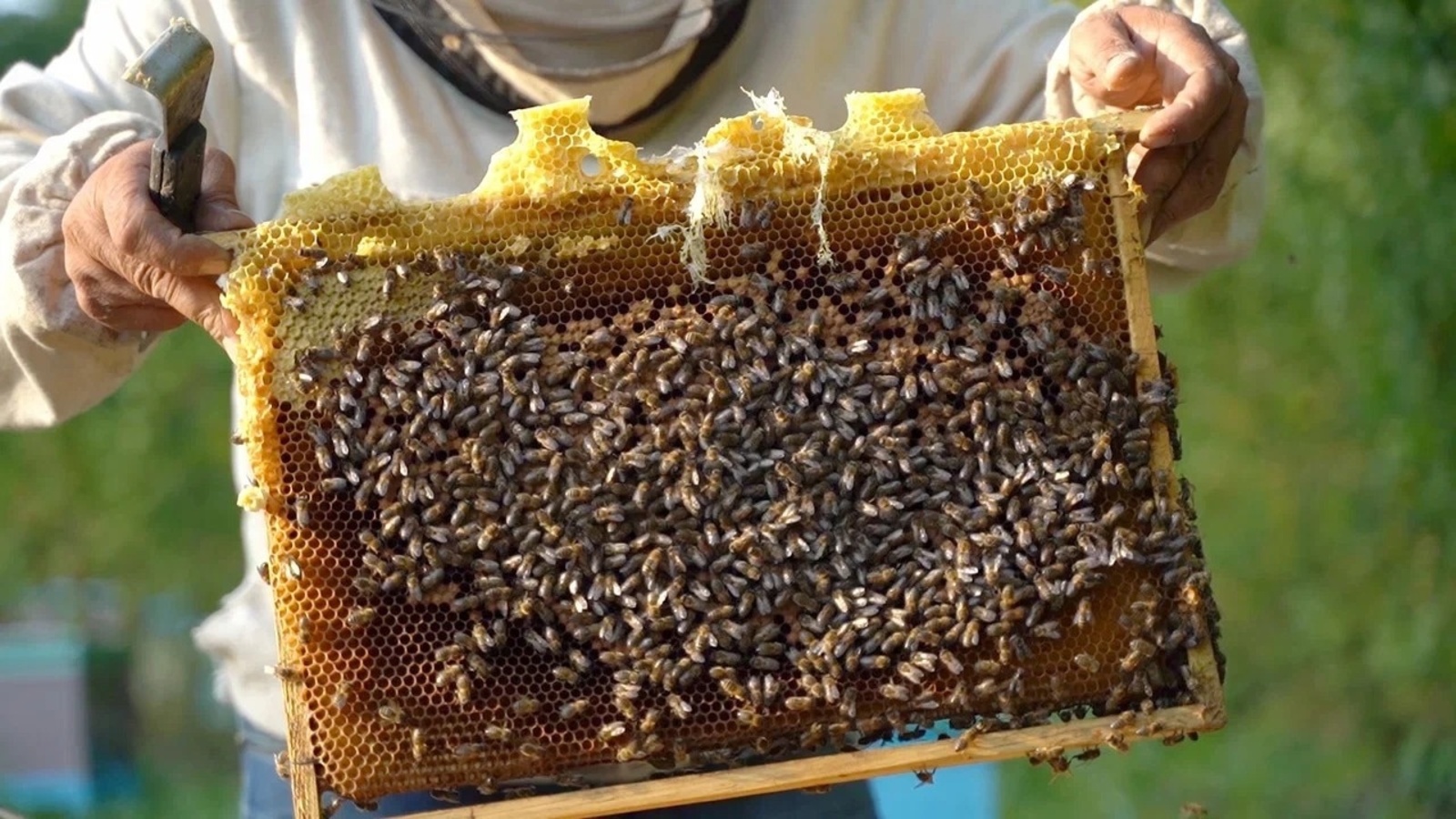 Еще один шаг для сохранения башкирской пчелы