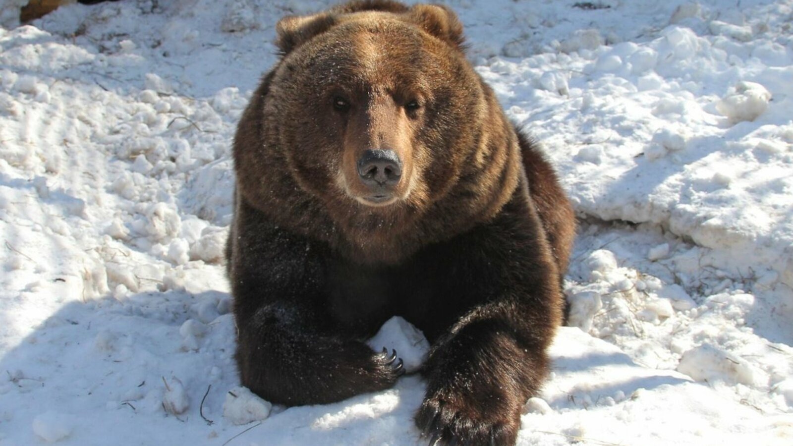 С 21 марта в Башкирии открывается охота на медведя