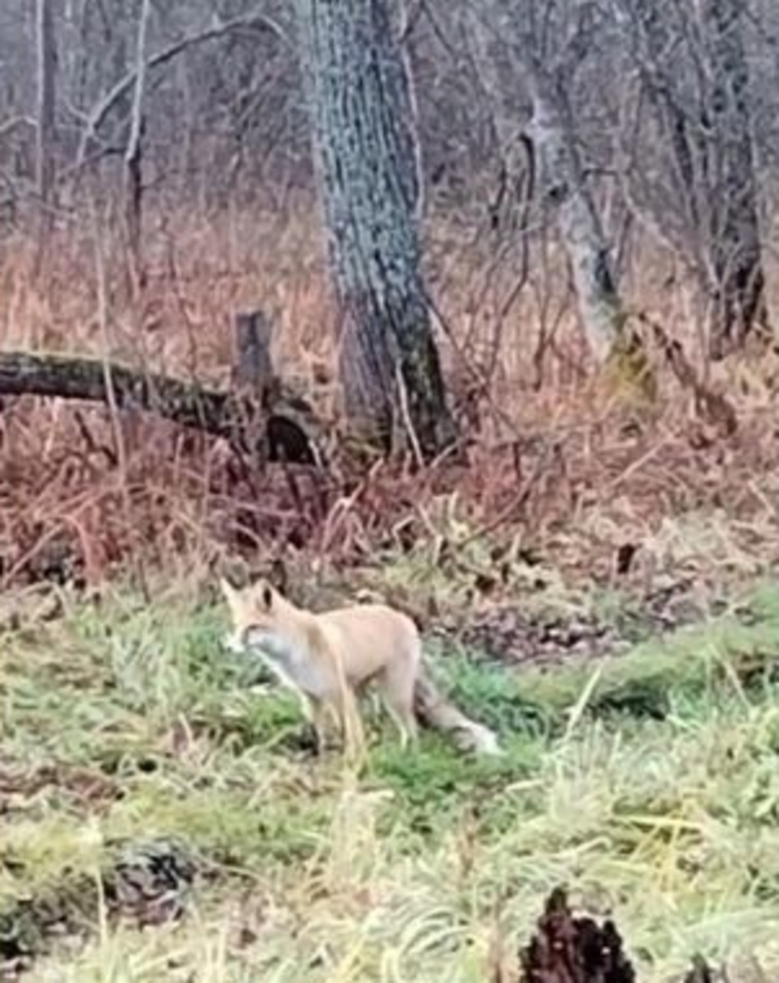 Из леса к людям вышла лиса в Башкирии
