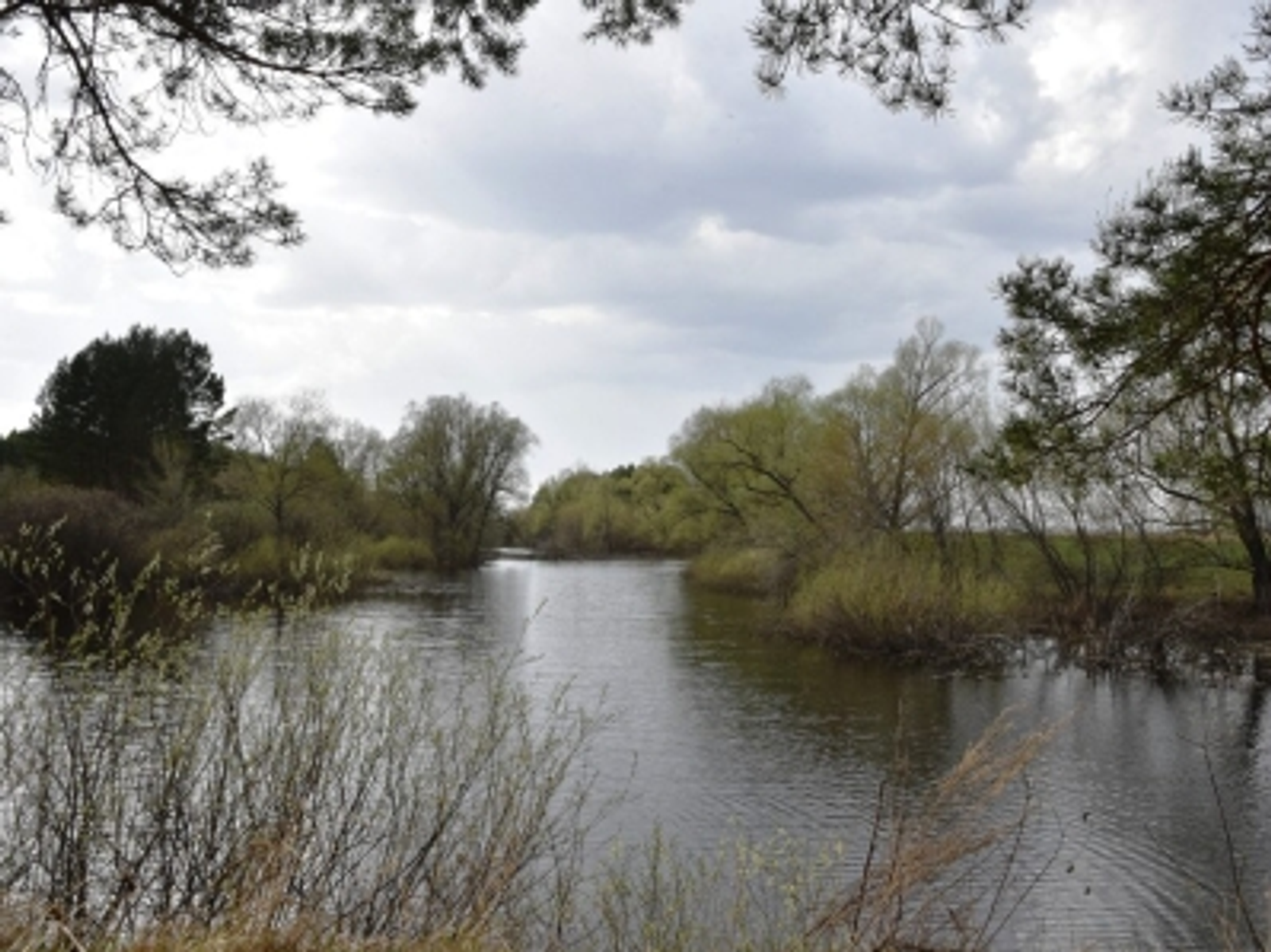 Осторожно – клещи! Рекомендации для всех