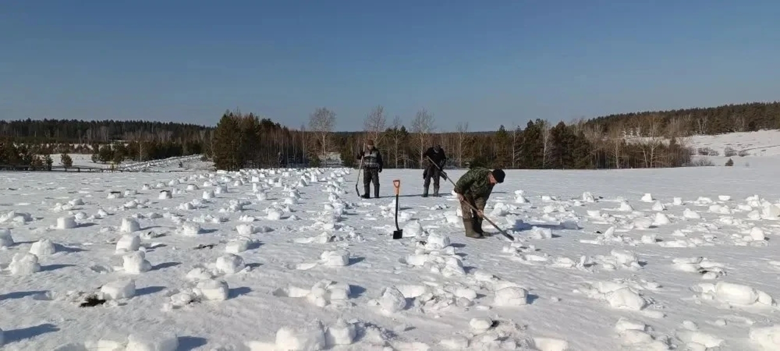 Подготовка к весеннему лесокультурному сезону