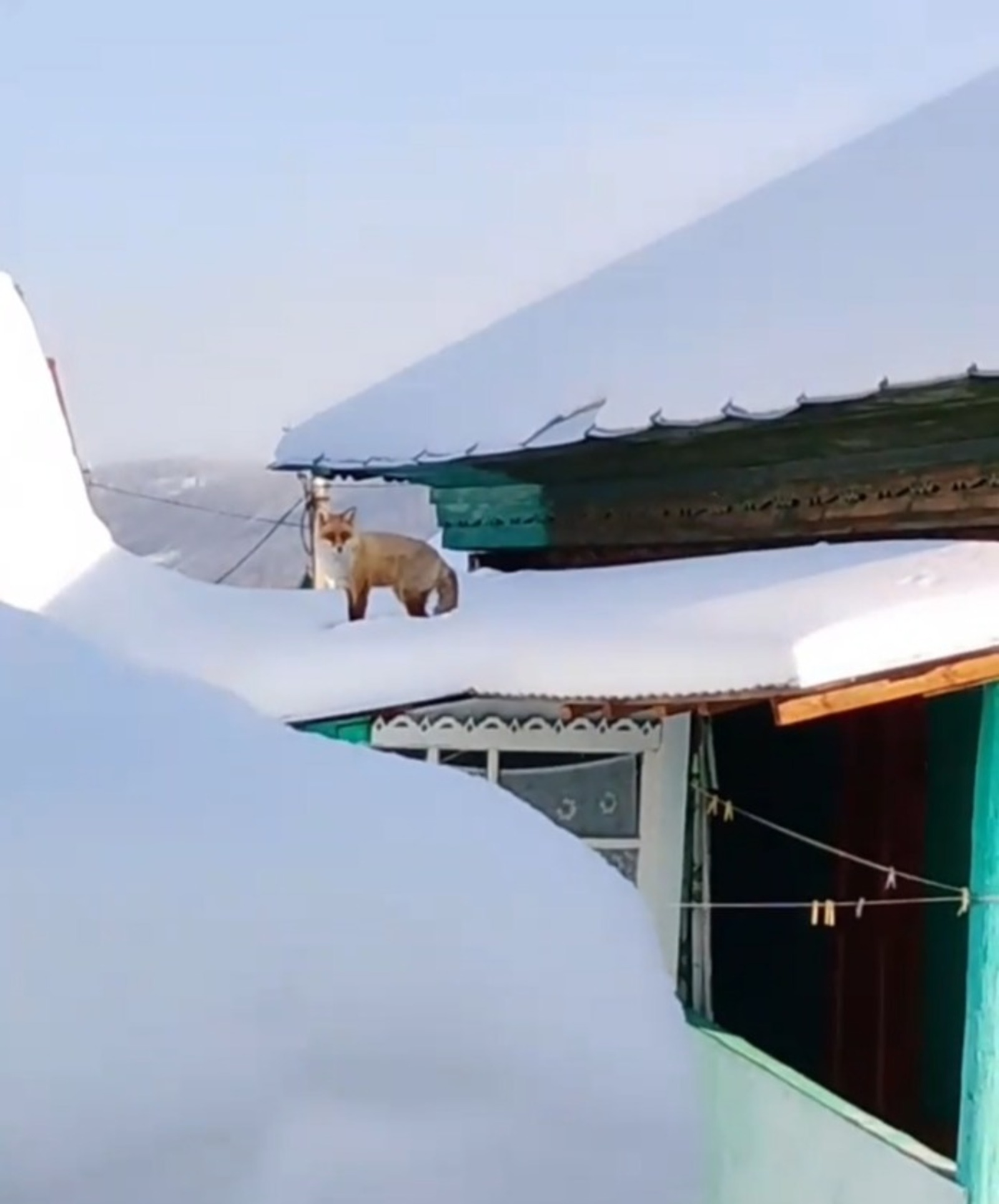 В Башкортостане лиса забралась на крышу сельского дома