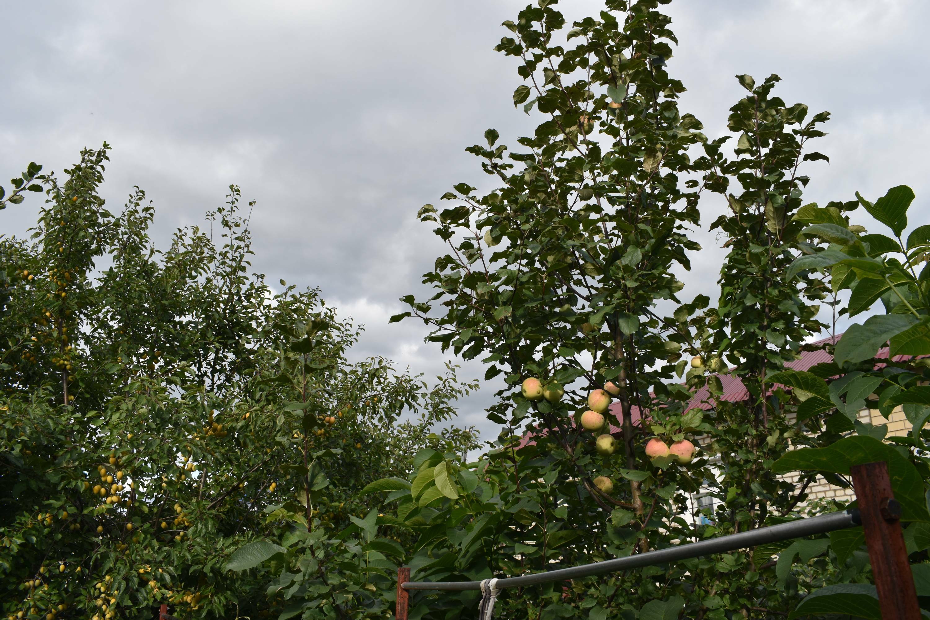 Готовить почву в саду нужно с осени!