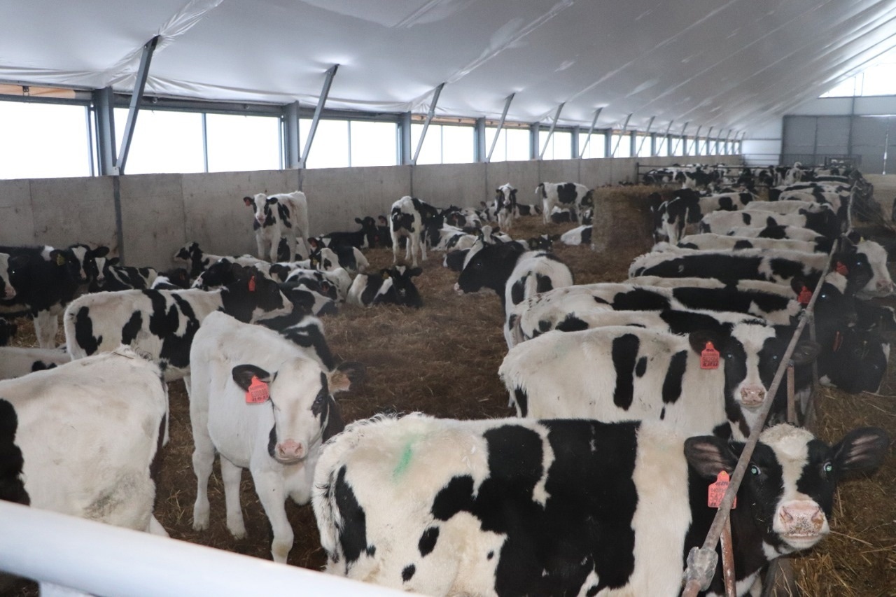 200 тонн молока в сутки произвели животноводы Чекмагушевского района Башкирии