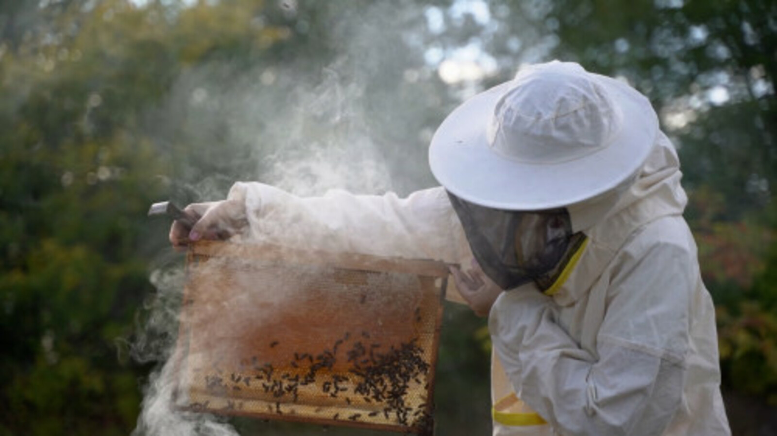 В Башкирии будут бороться с нелегальным завозом пчел