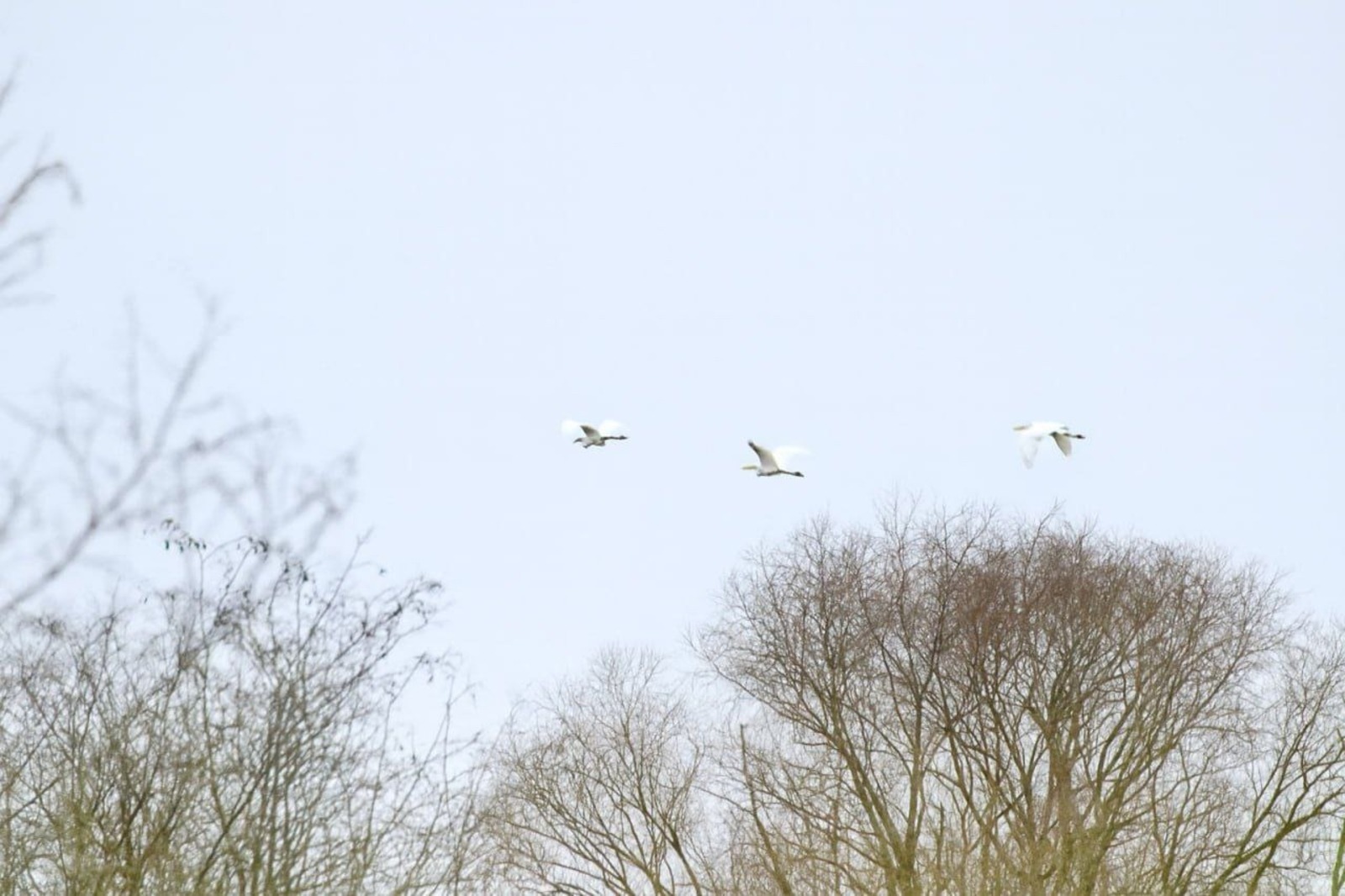 В нацпарке заметили краснокнижных птиц