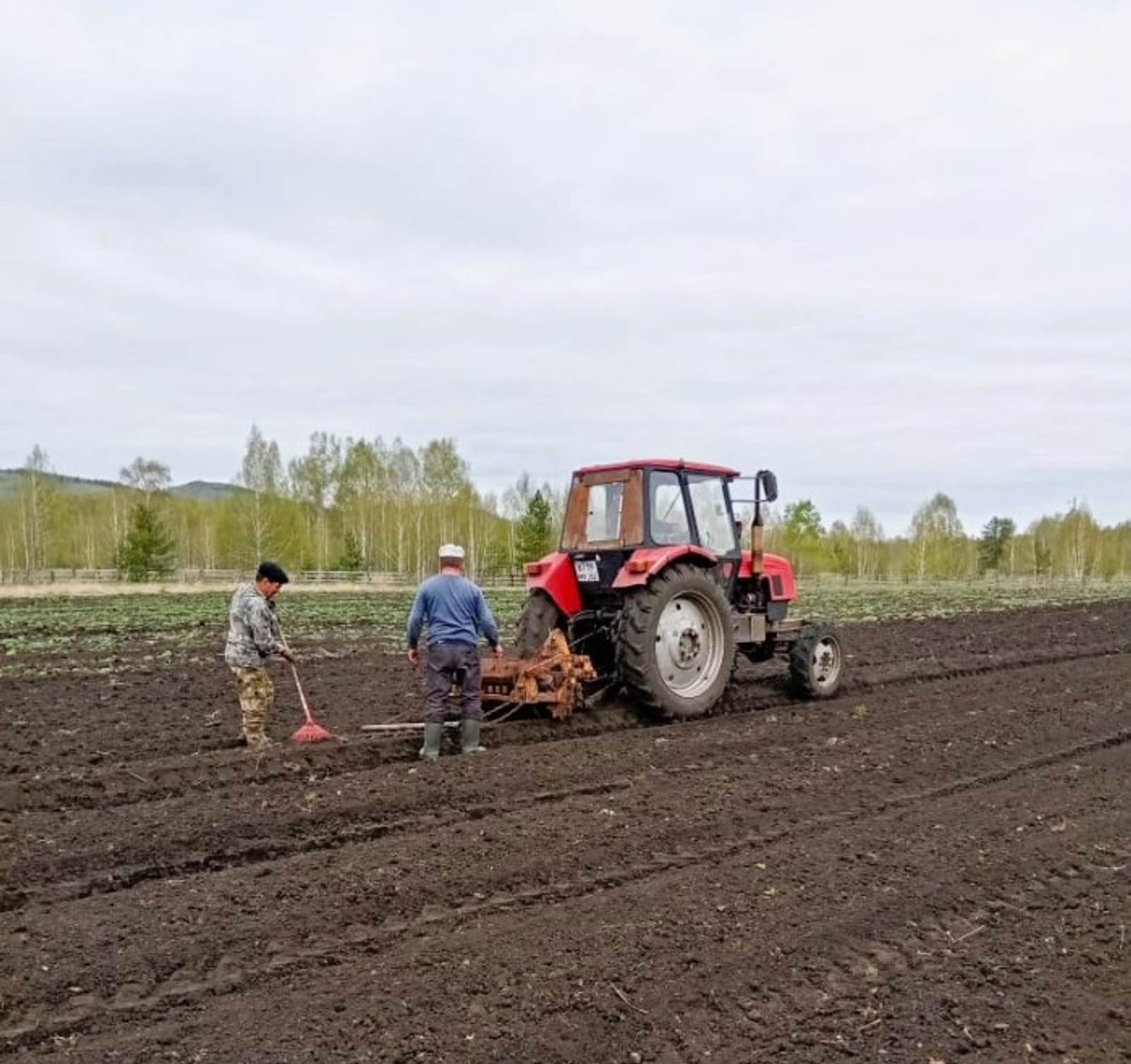 Лесхозы Башкирии продолжают сеять семена лесных растений