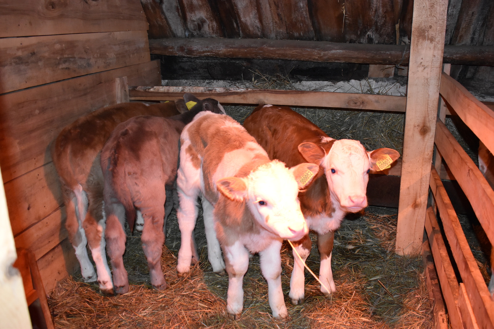 Зачем чипировать домашних животных?