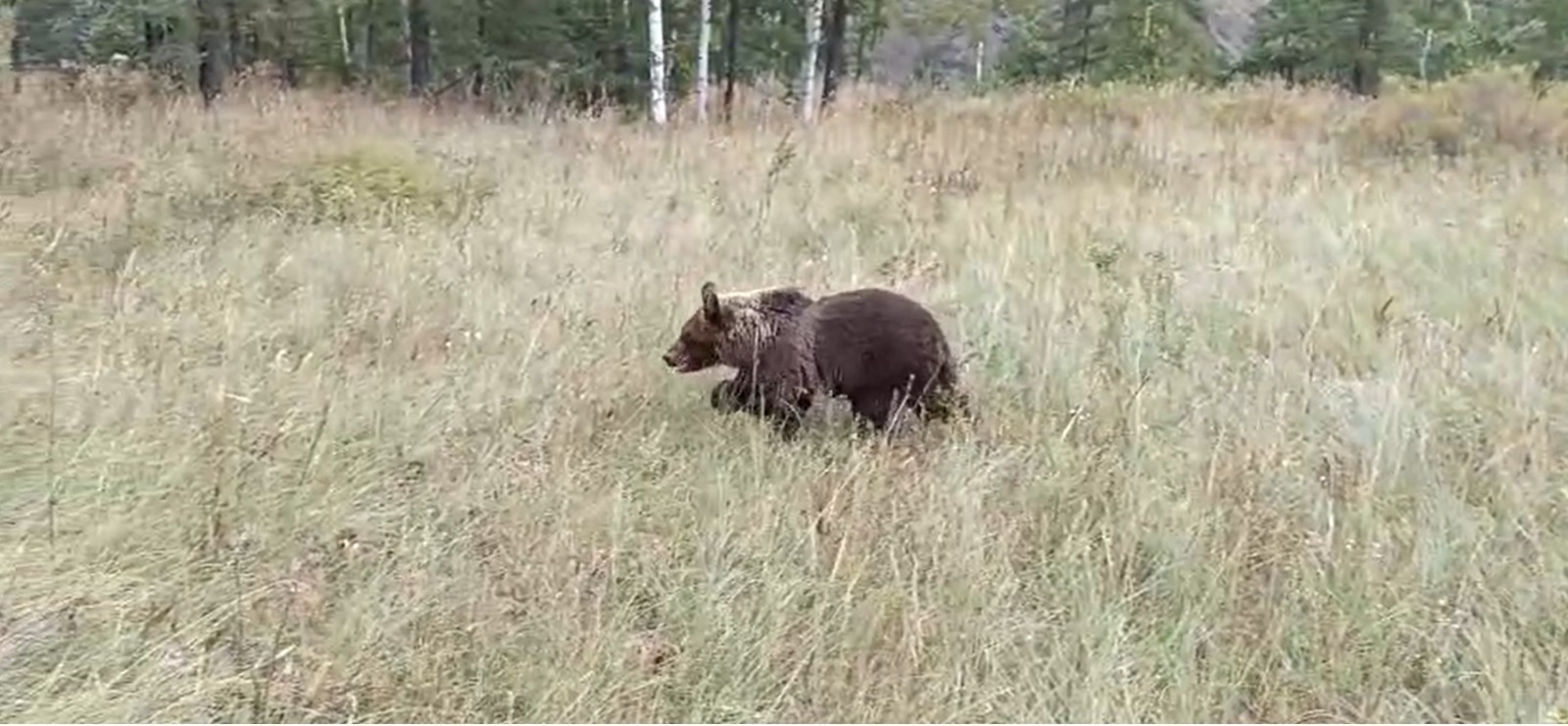 В Башкирии в дикую природу выпустили очередного медвежонка