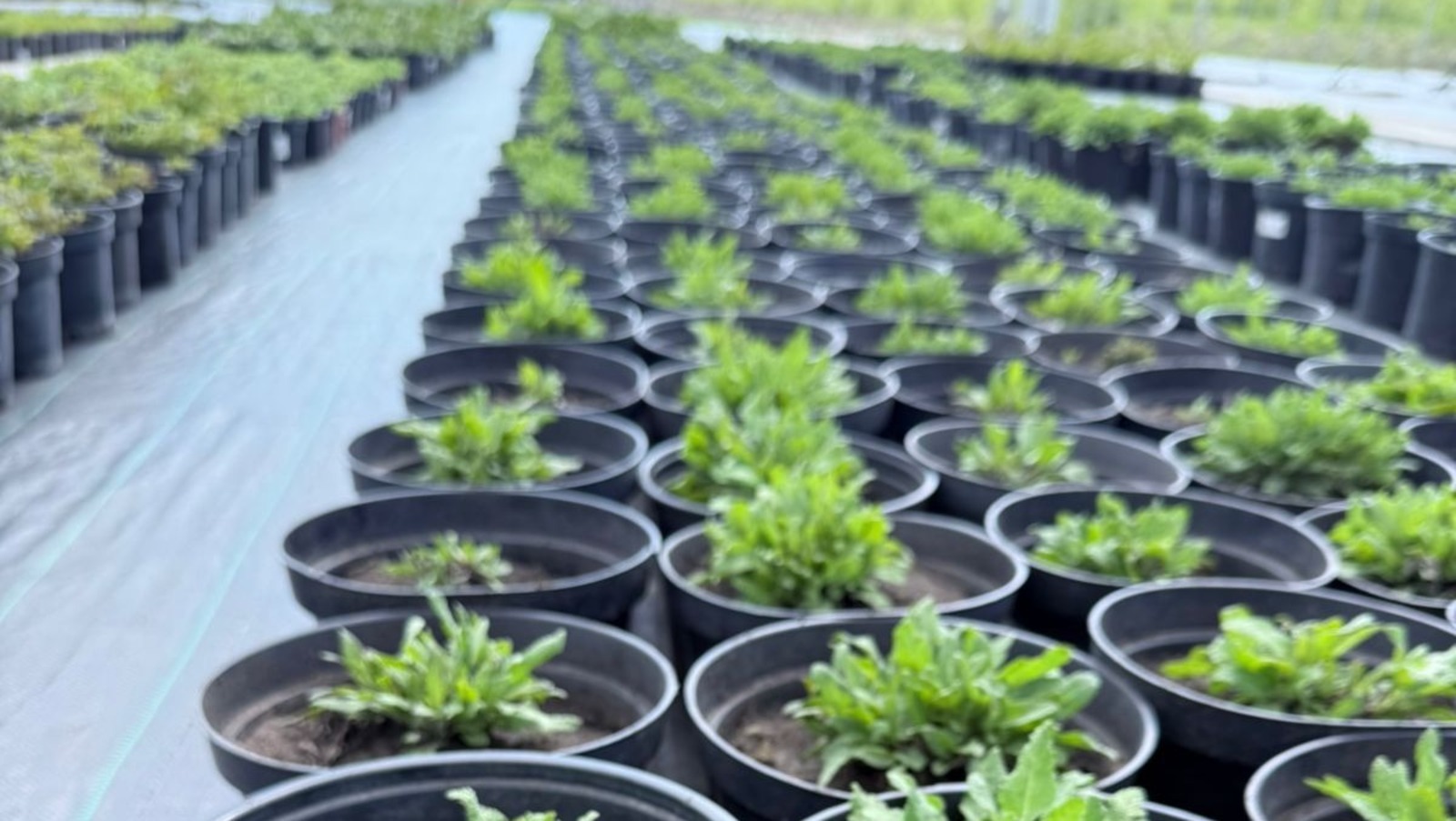 Башкирская предпринимательница получила льготный займ