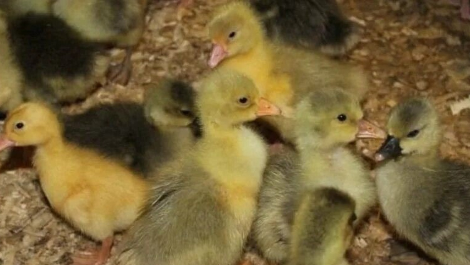 Башкирия за три месяца экспортировала 85 тысяч голов молодняка птиц