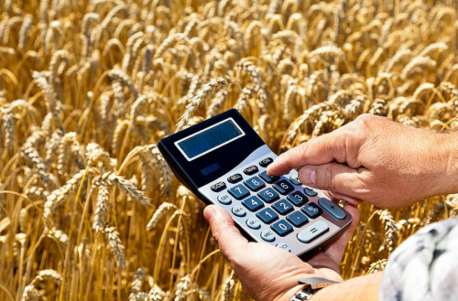 В Башкирии производителям зерна компенсируют затраты почти на 600 млн рублей