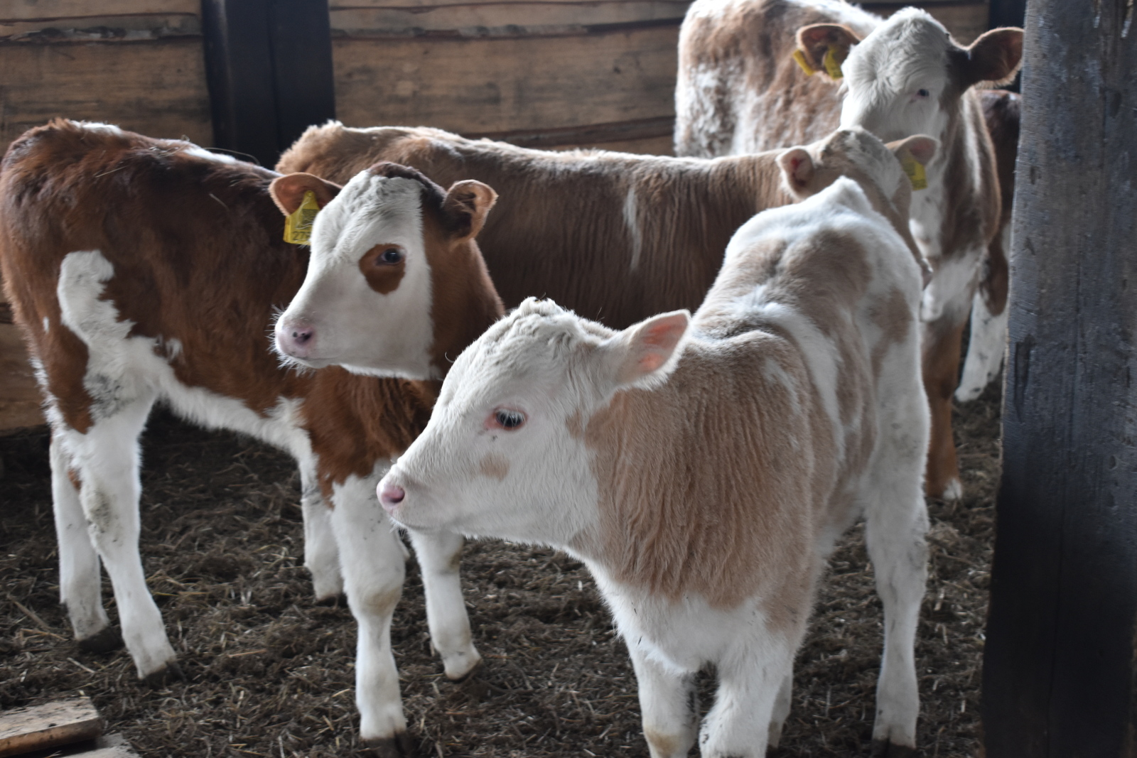 Об опасности приобретения животных по объявлениям