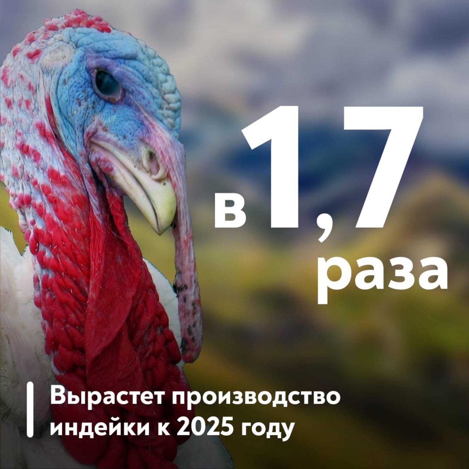 В России за последние десять лет выросло производство индейки