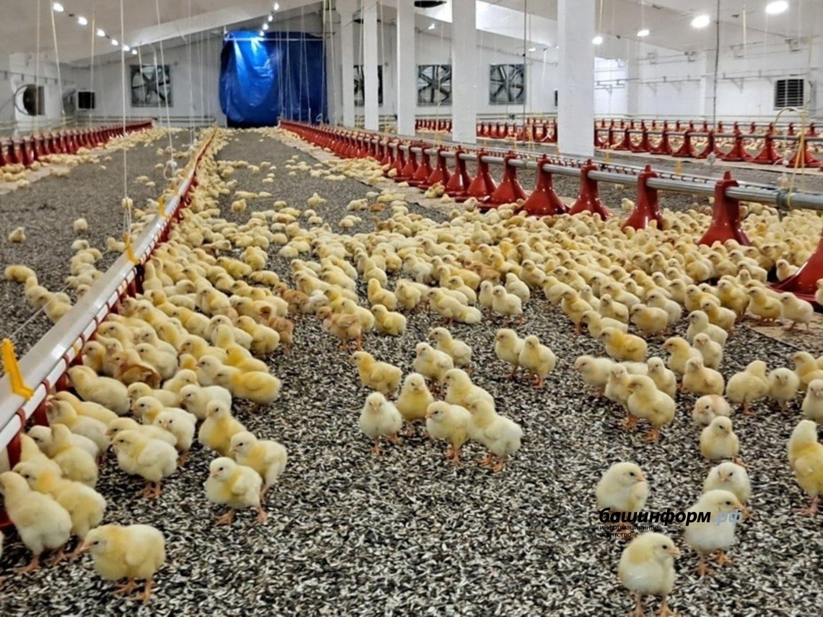 Глава Башкирии сообщил о запуске нового корпуса птицефабрики «Чермасан»