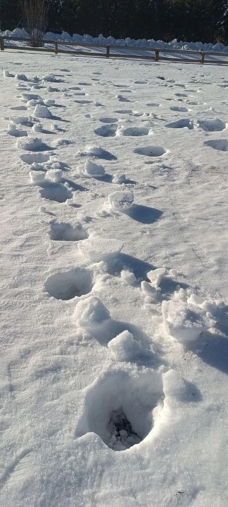 Подготовка к весеннему лесокультурному сезону