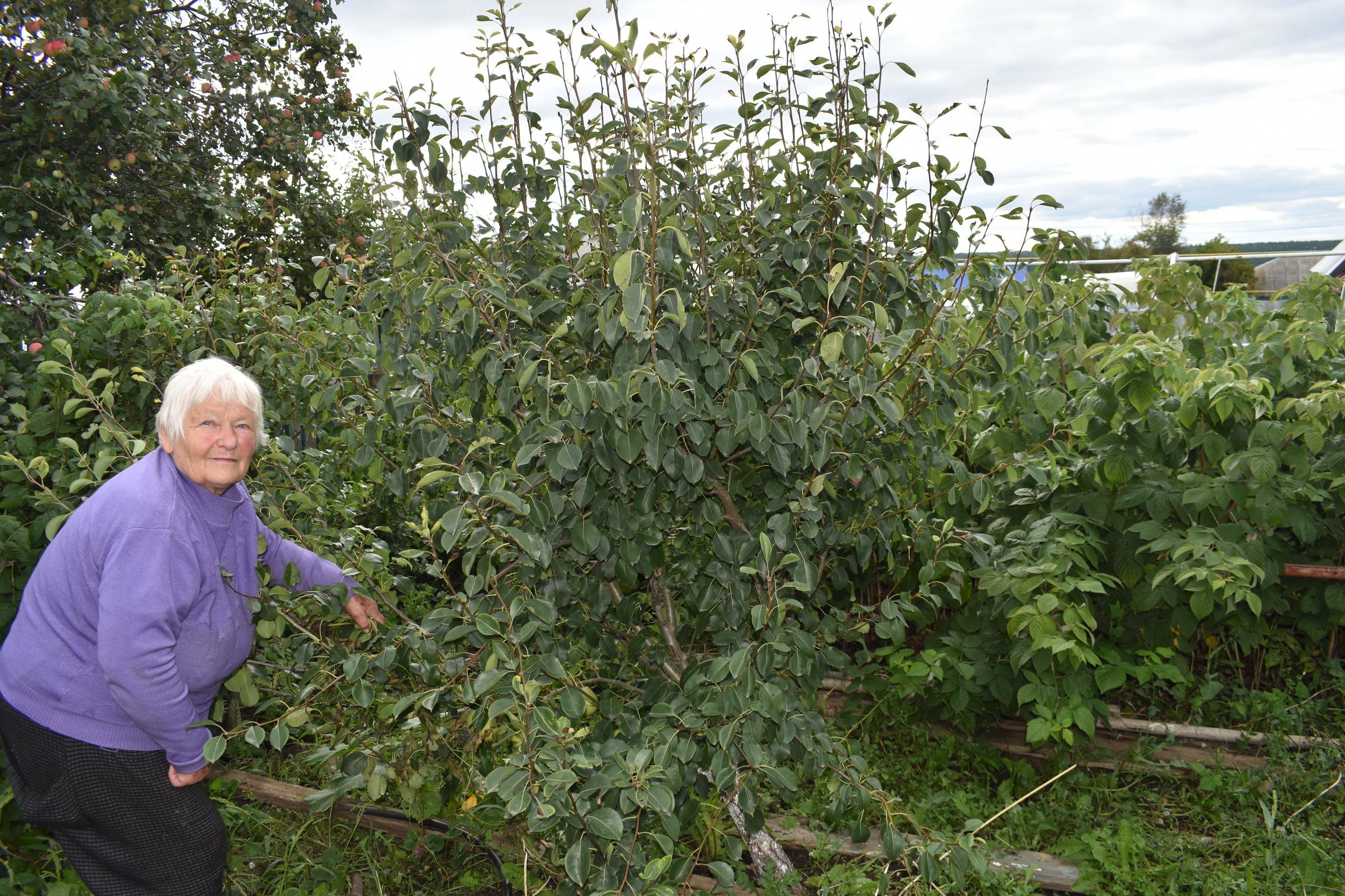 Яблоня - царица сада!