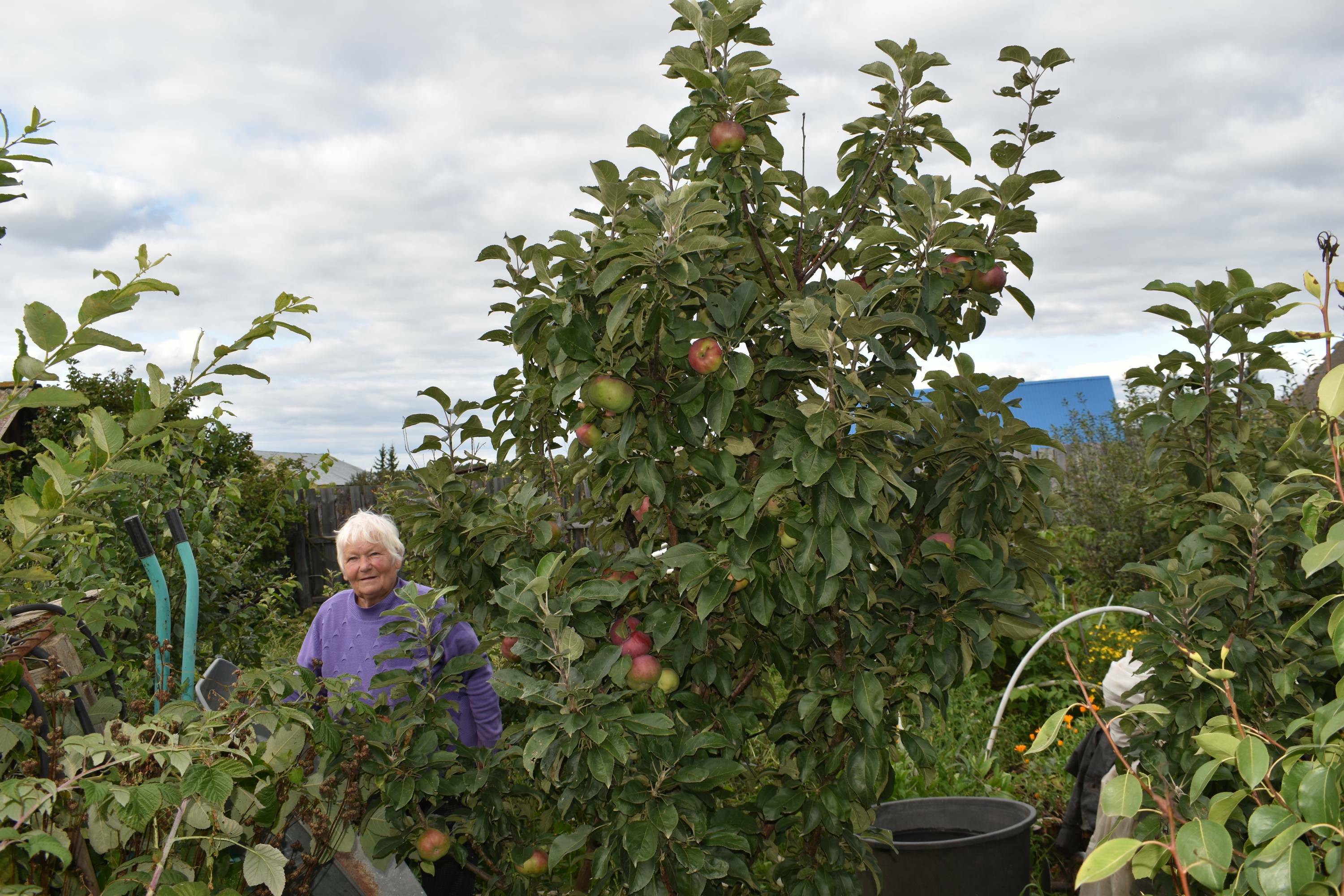Яблоня - царица сада!
