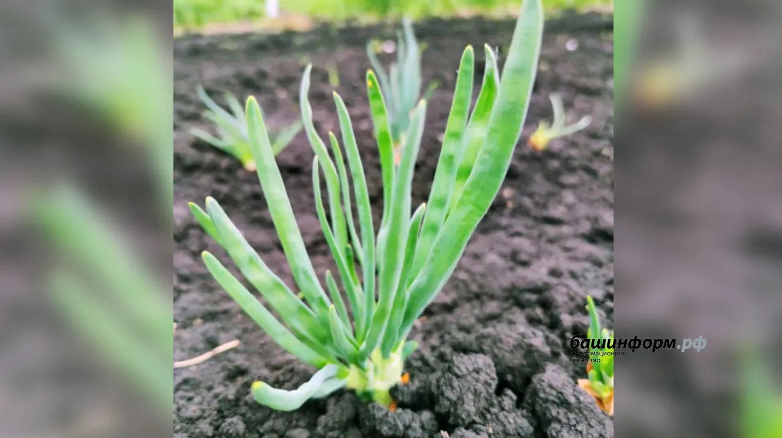 Россиянам рассказали, как правильно сажать лук весной