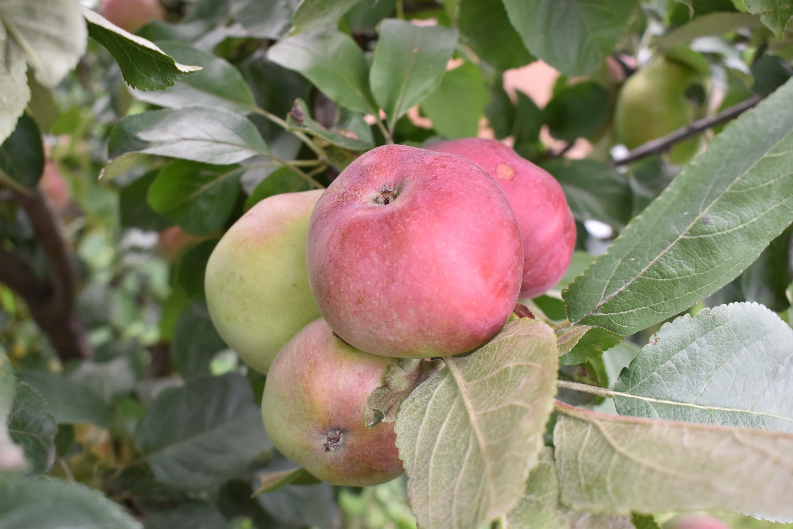 Яблоня - царица сада!