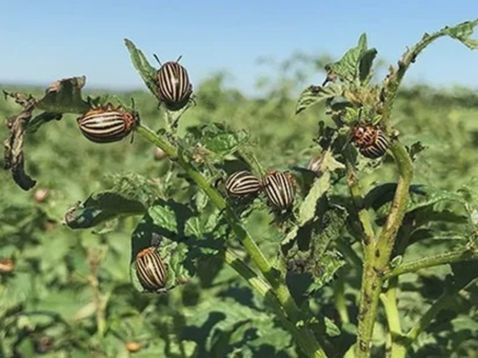 Как избавиться от колорадского жука на картофеле?