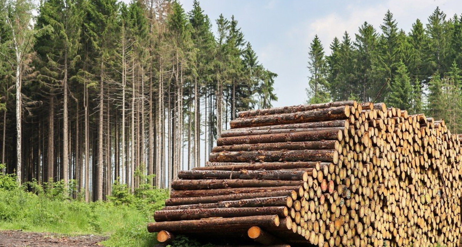 В России вступили в силу новые правила оборота древесины
