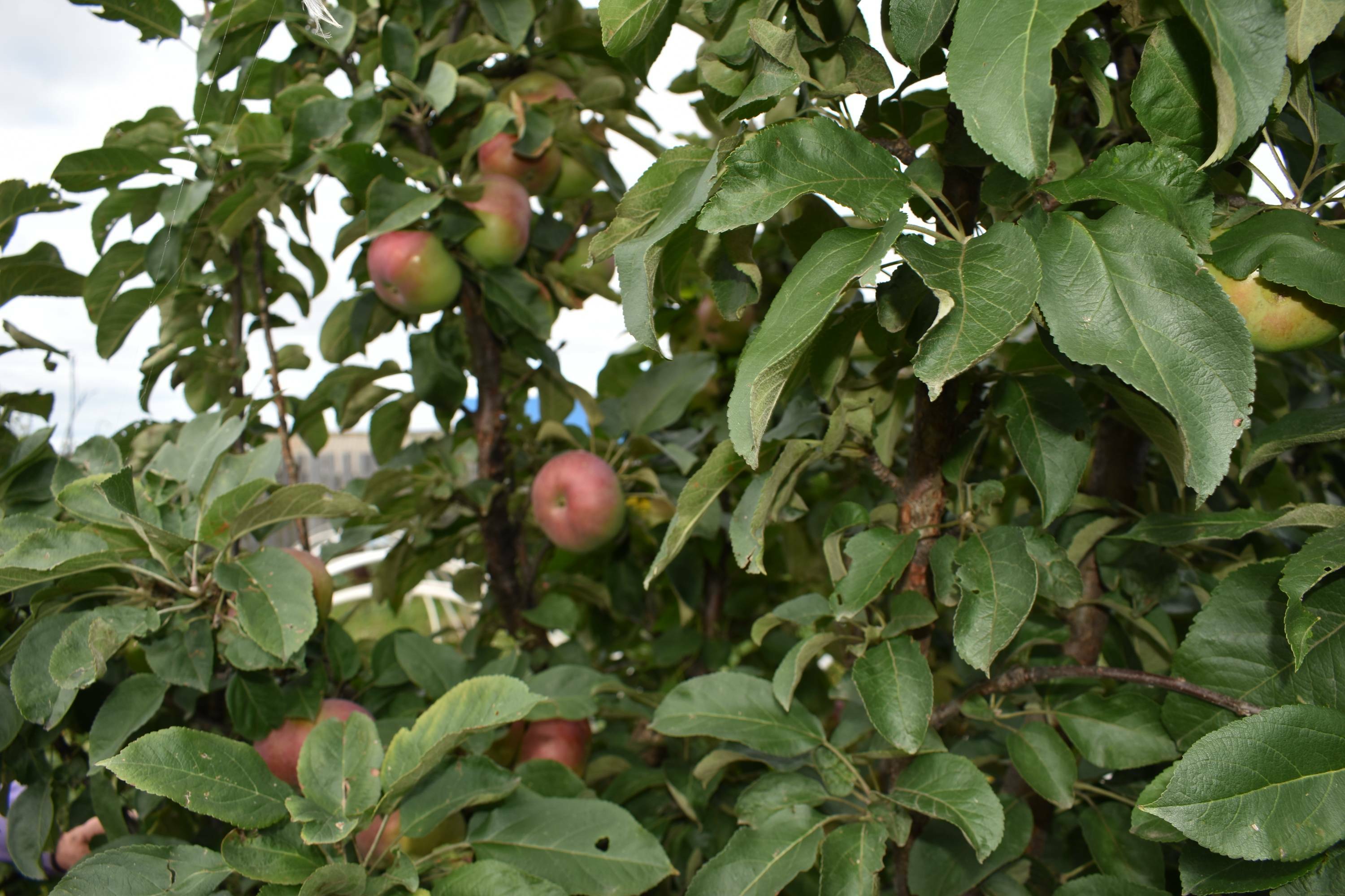 Яблоня - царица сада!