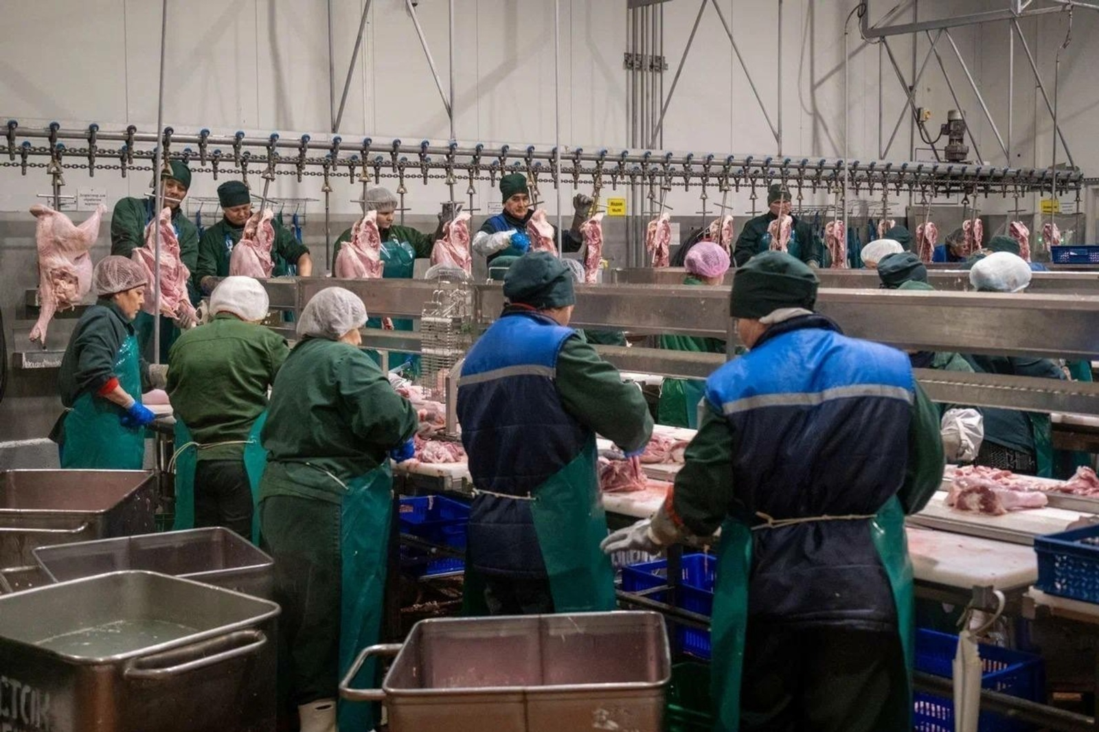 Башкирская индейка отправлена в Конго и Азербайджан