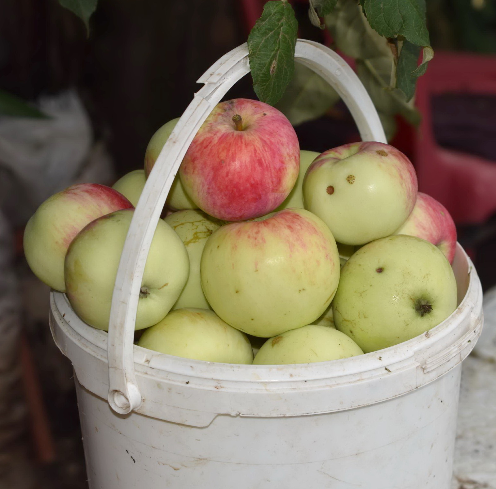 Яблоня - царица сада!