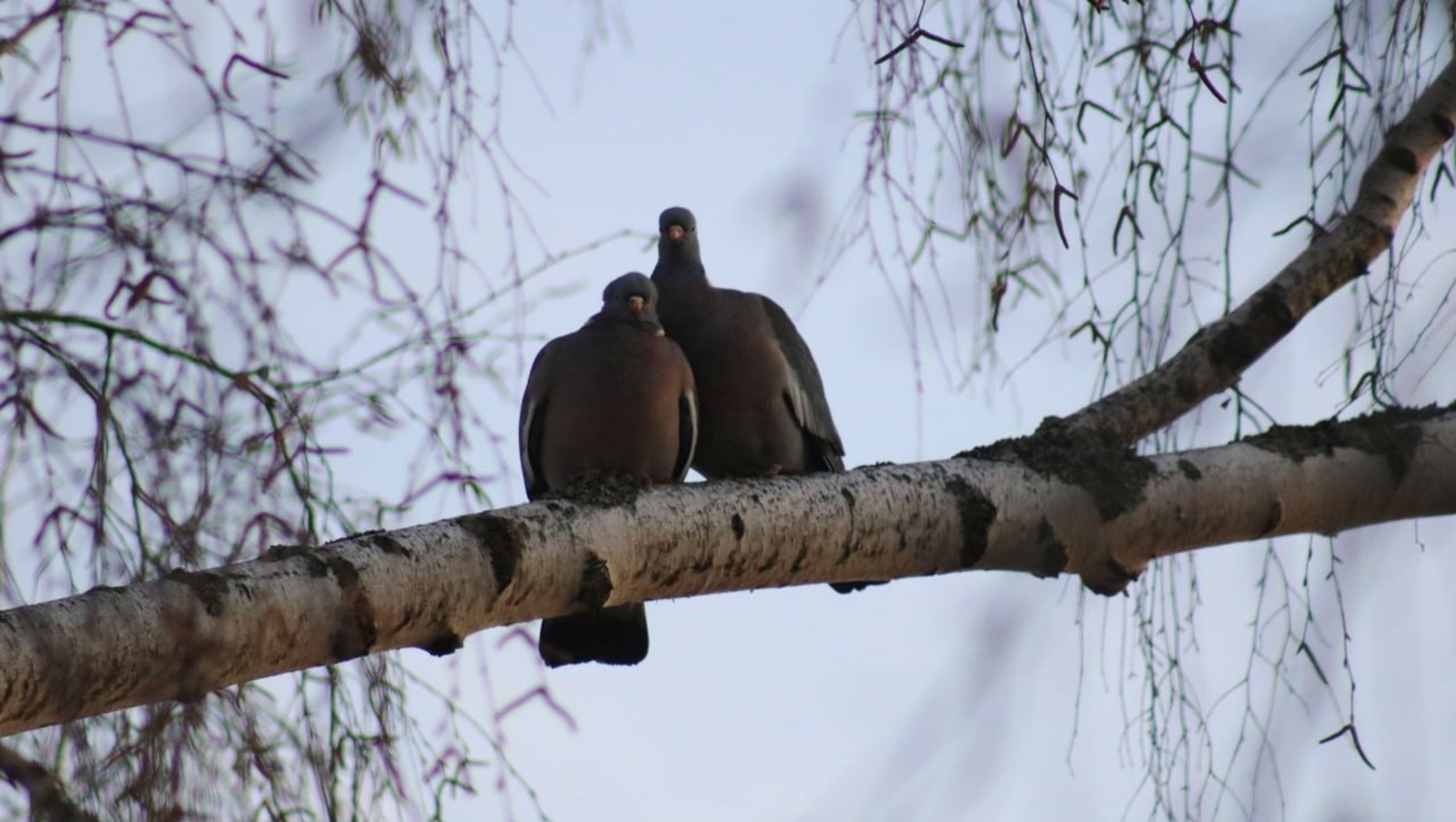 Влюблённые дикие голуби Башкирии