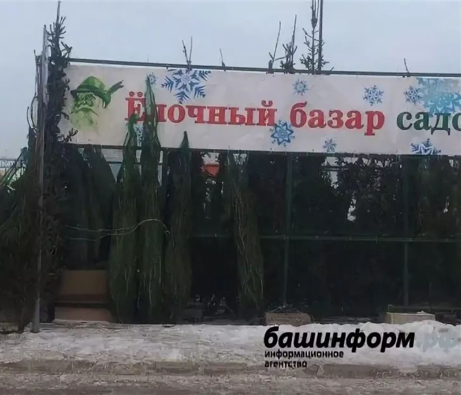 В Уфе скоро откроют ёлочные базары