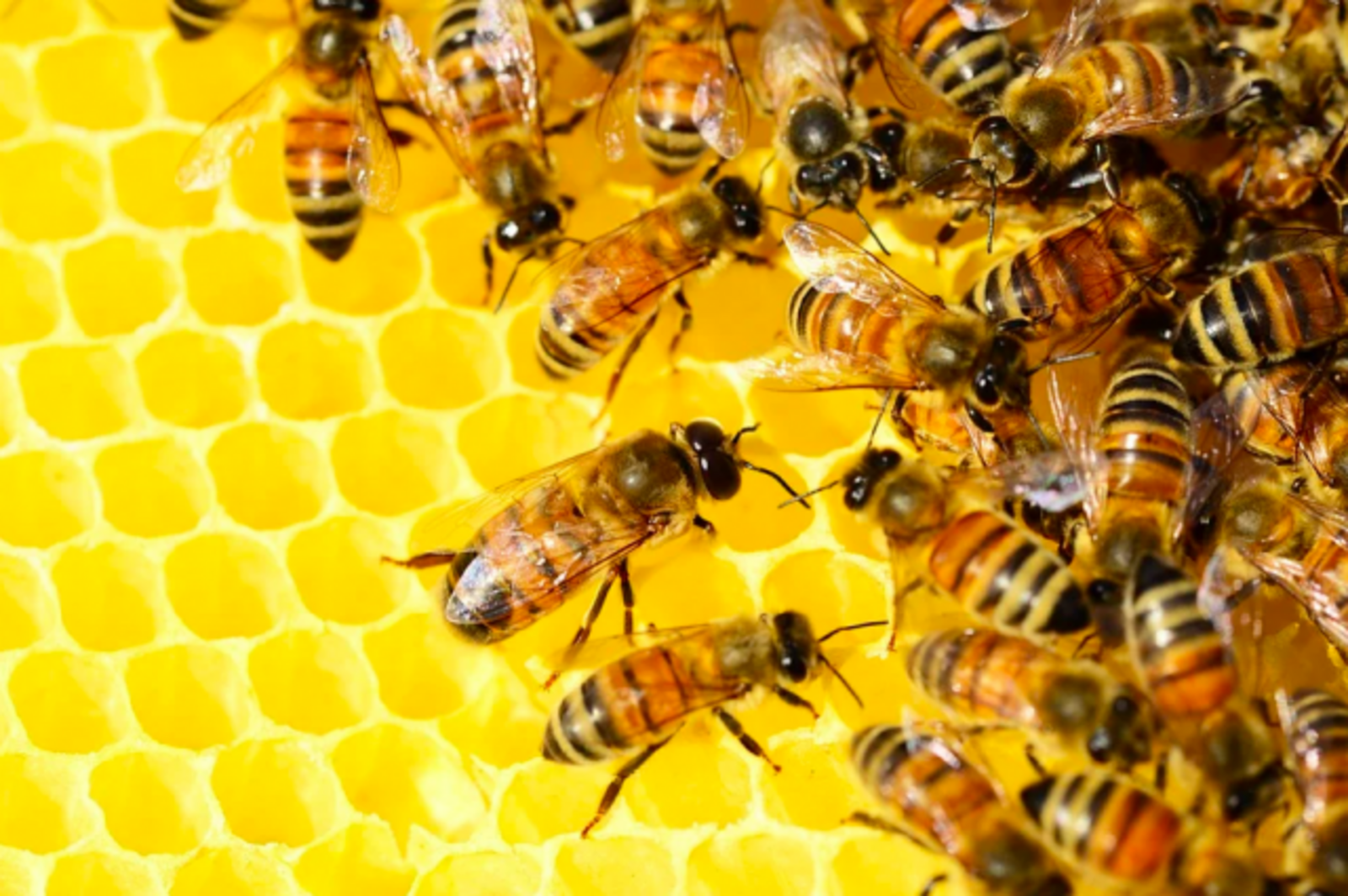 В Башкортостане пчеловоды смогут получить компенсацию за массовую гибель пчёл