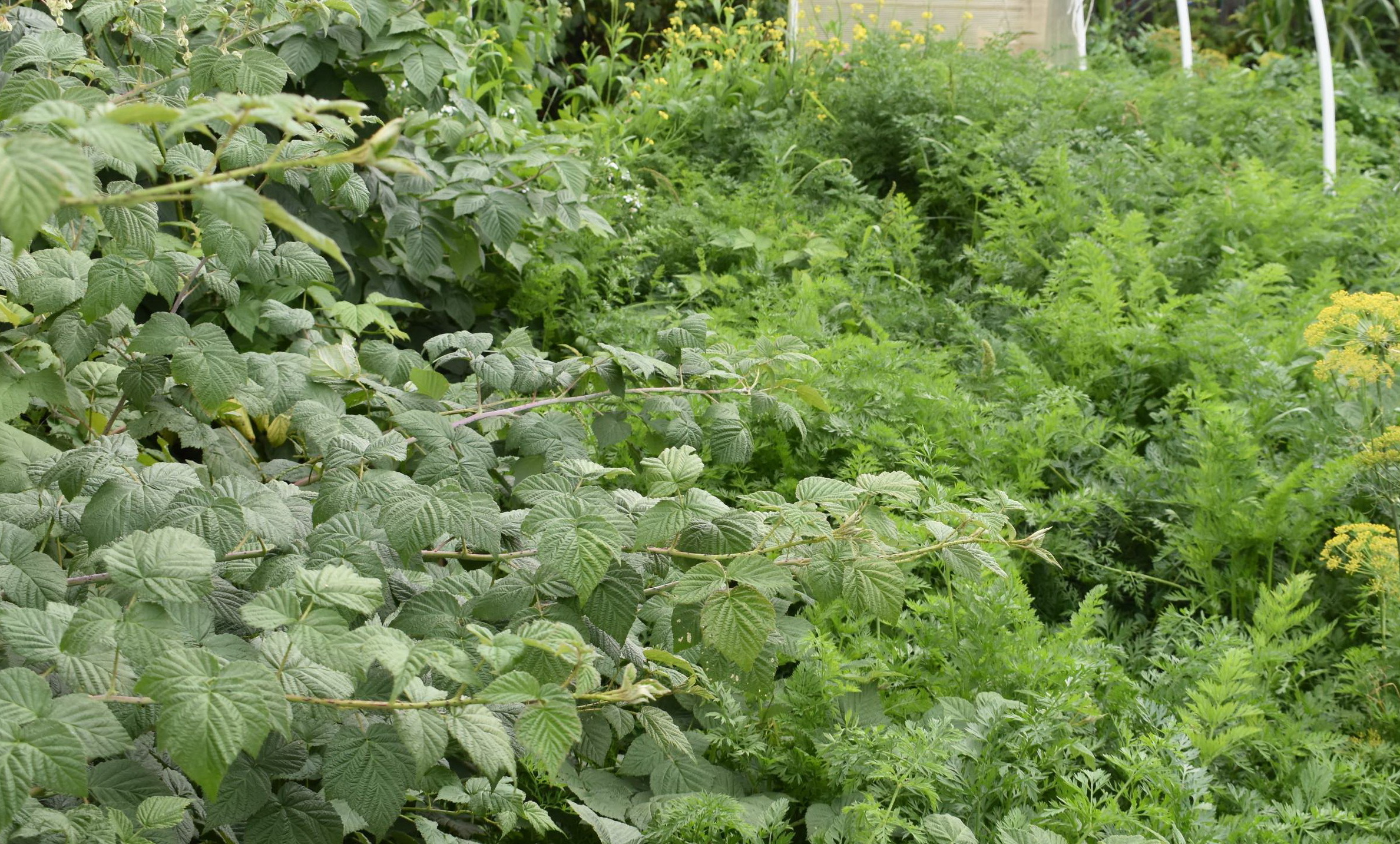 Готовить почву в саду нужно с осени!