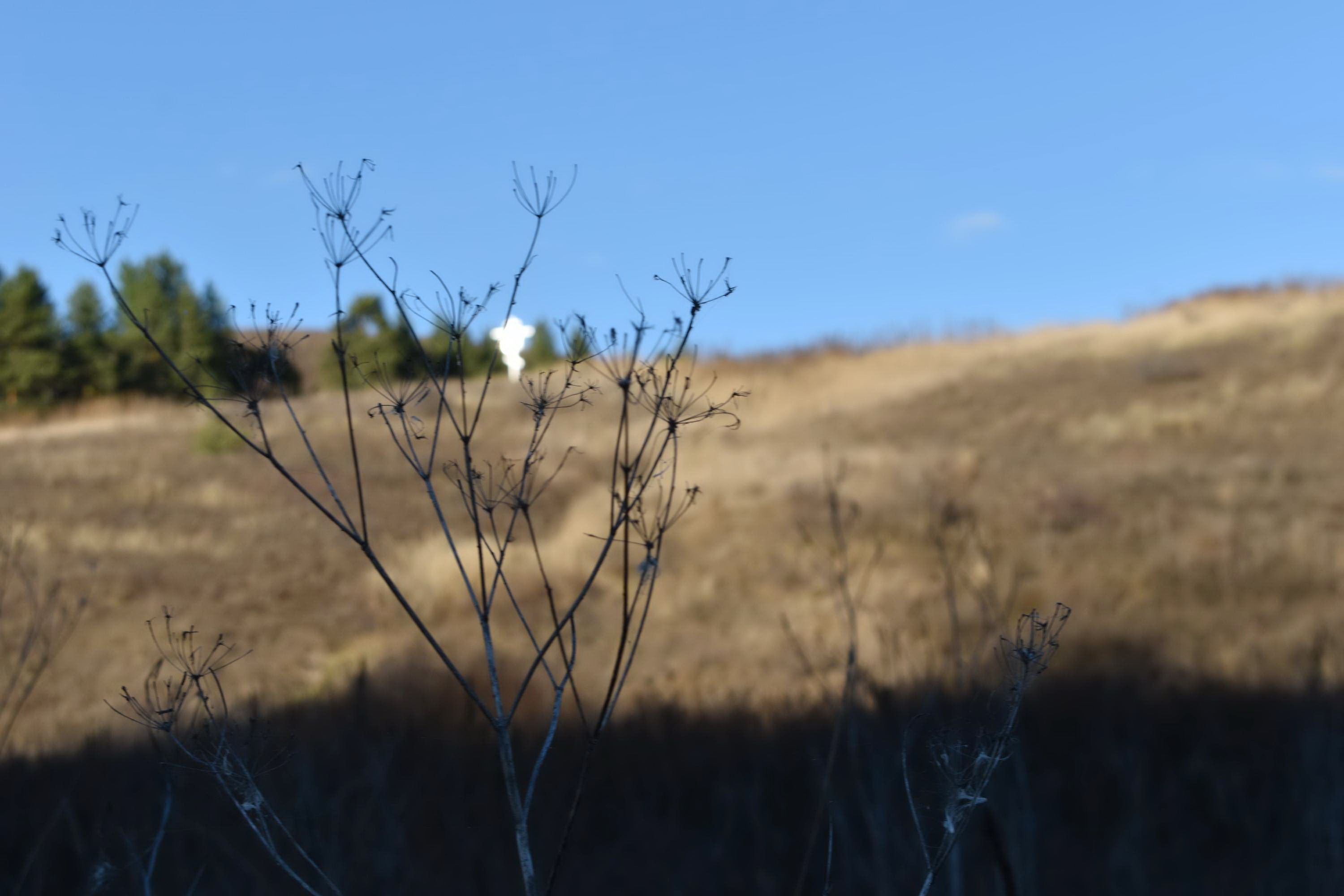 Увековечивание памяти поэта В.В.Сорокина