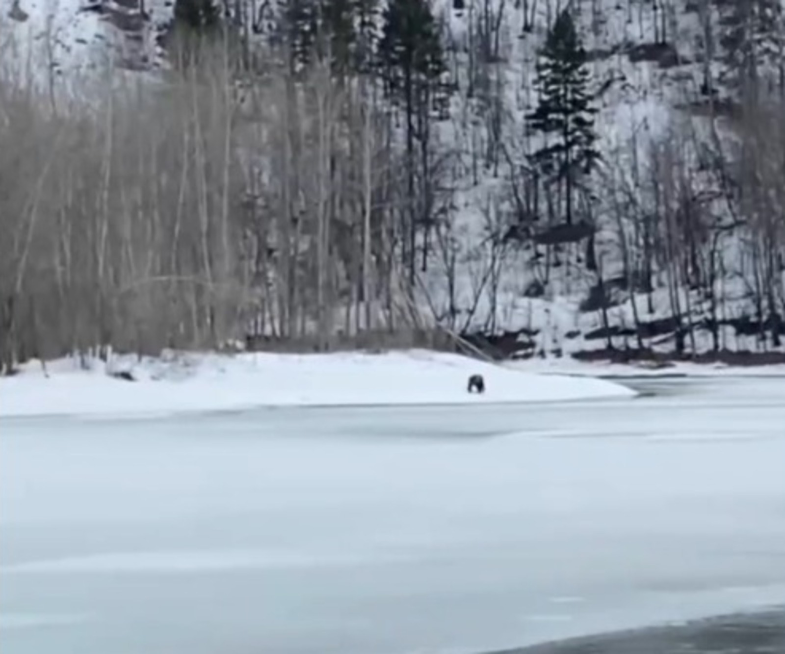 В Нацпарке "Башкирия" после зимней спячки проснулся первый медведь