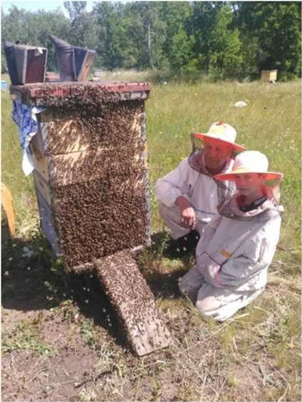 Племенной репродуктор – очередная ступень в развитии пчеловодства