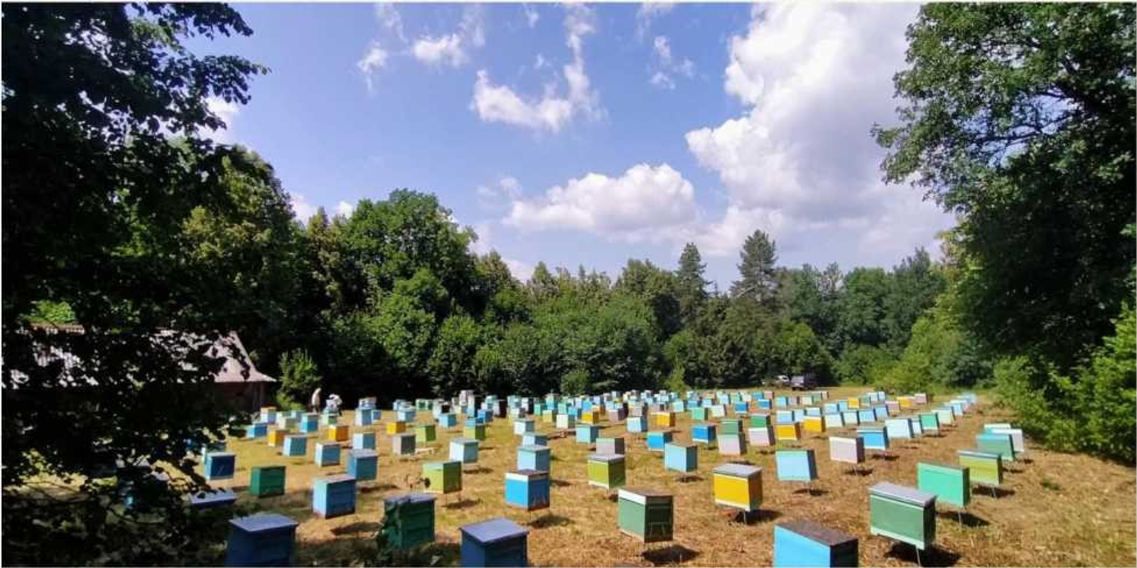 Племенной репродуктор – очередная ступень в развитии пчеловодства