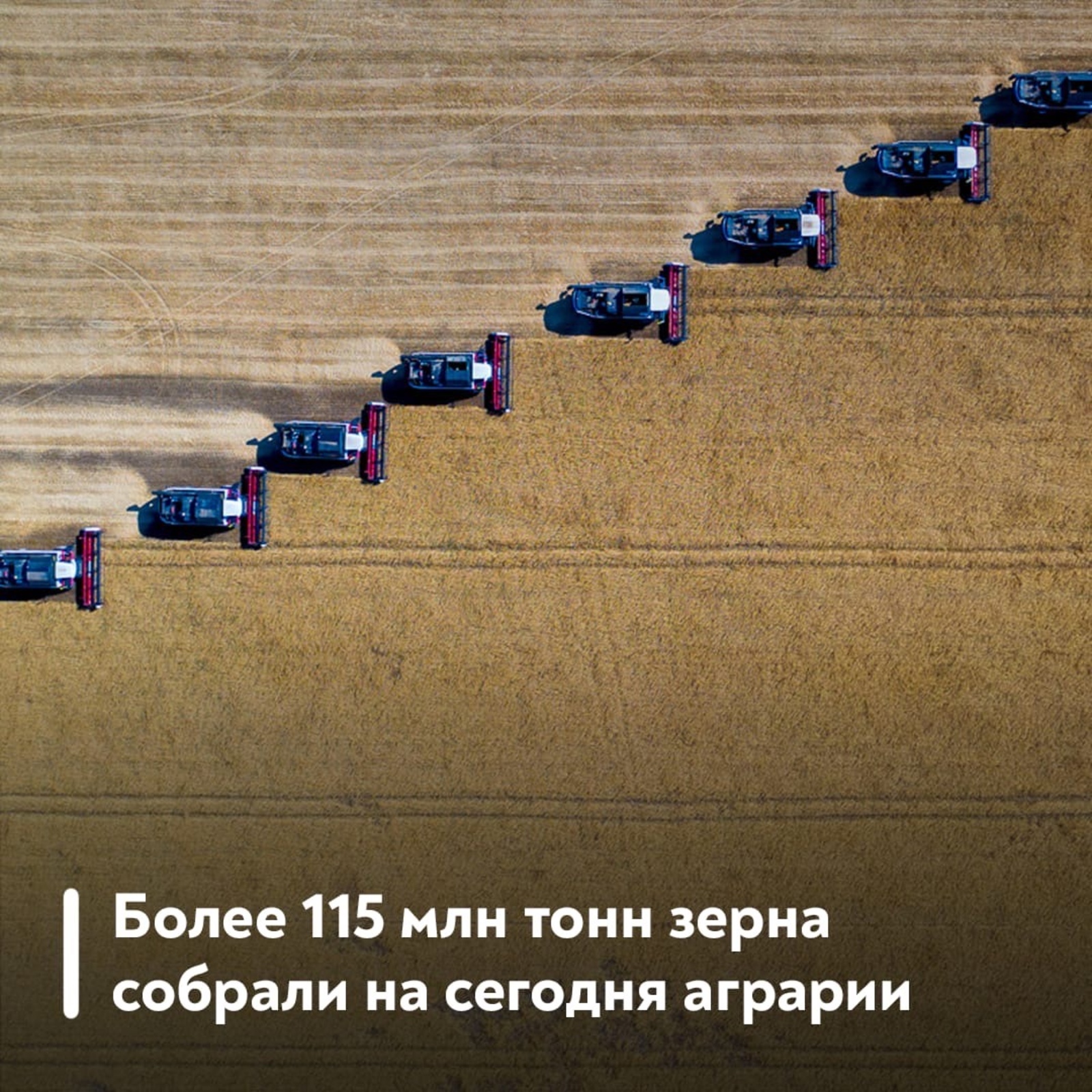 Аграрии России собрали более 115 млн тонн зерна