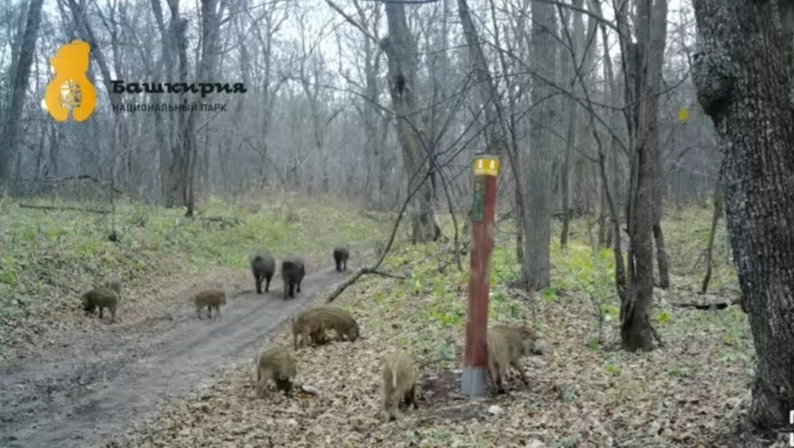 В фотоловушку Нацпарка "Башкирия" попались кабаны