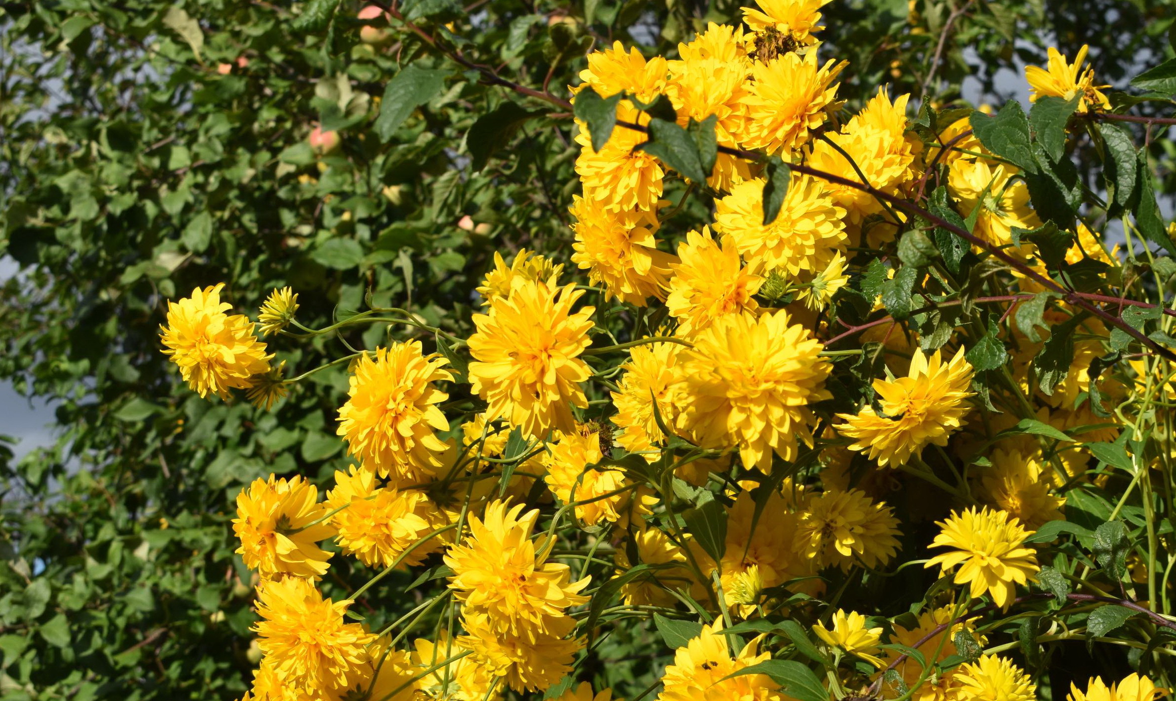 Готовить почву в саду нужно с осени!