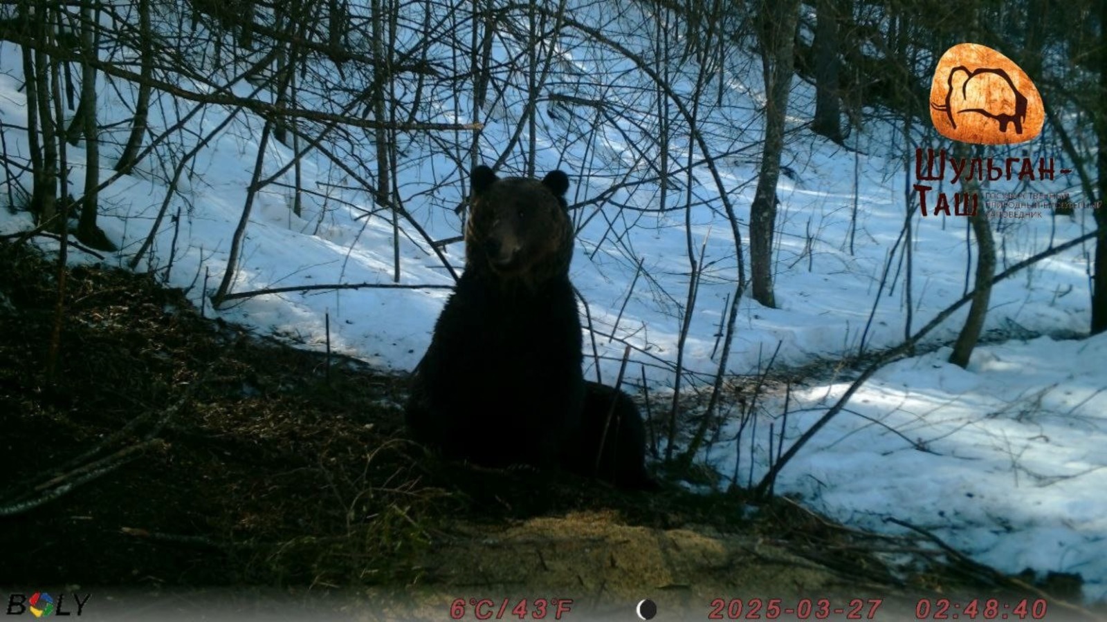 В природном заповеднике Башкирии  рано проснулся медведь