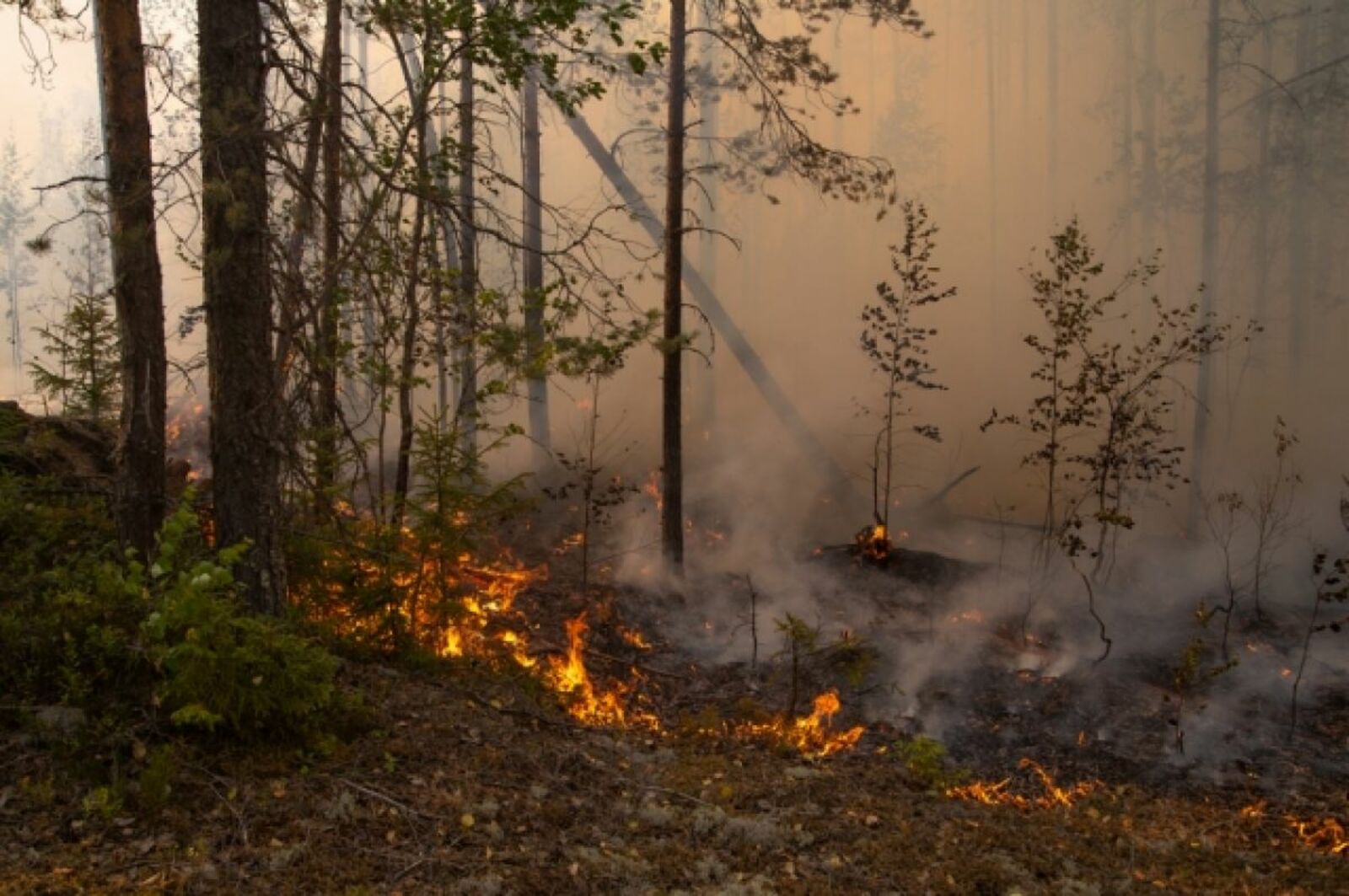 В Башкирии насчитывается 22 очага лесных пожаров