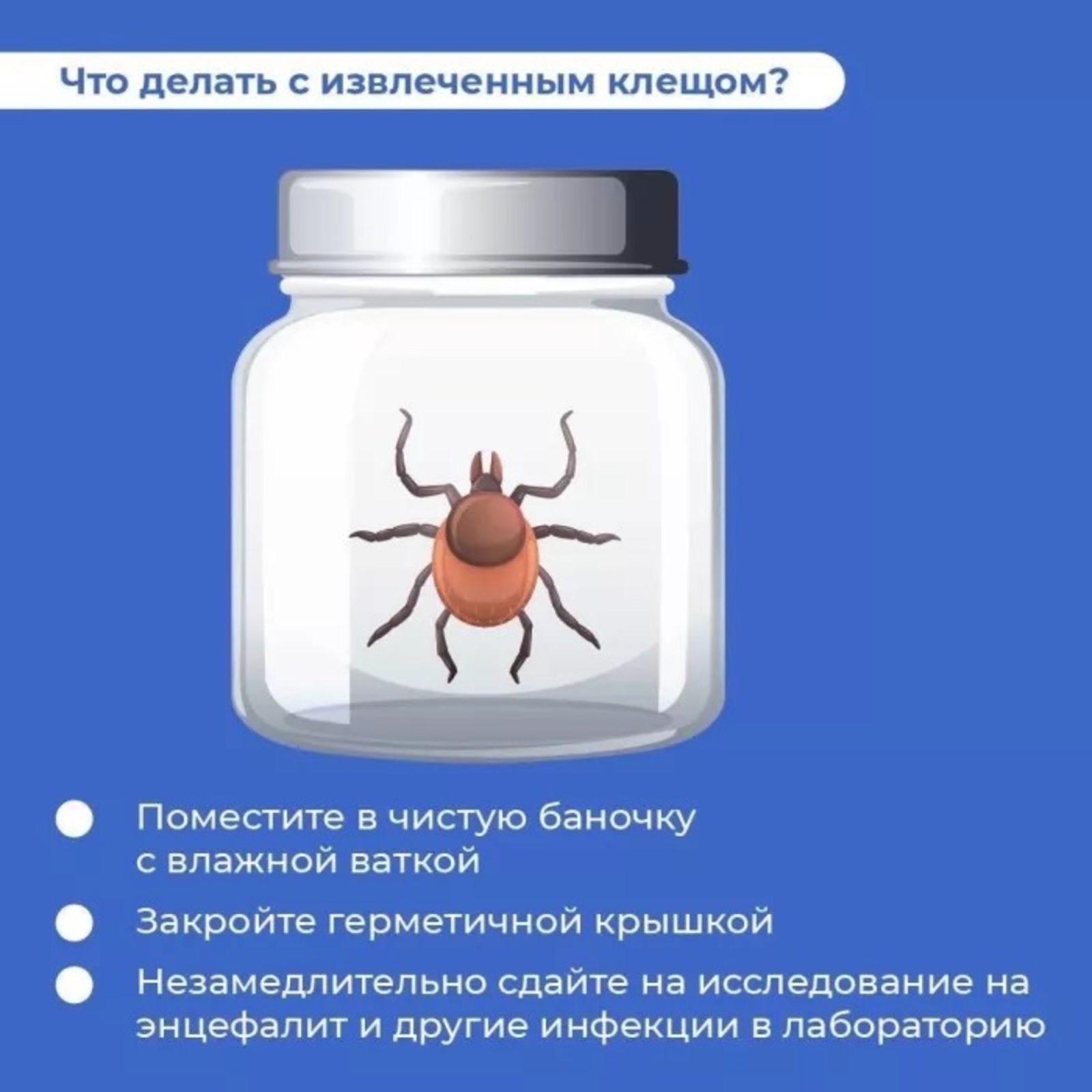 Что делать, если укусил клещ и куда обращаться