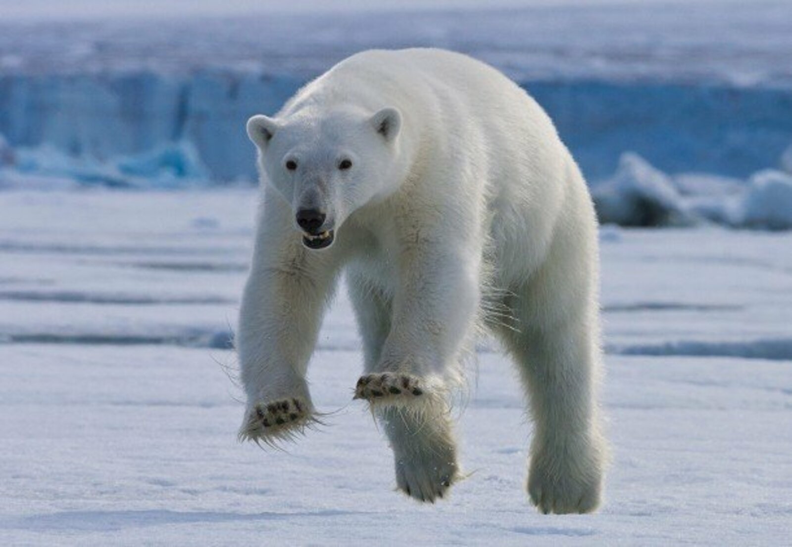 27 февраля - Международный день полярного медведя