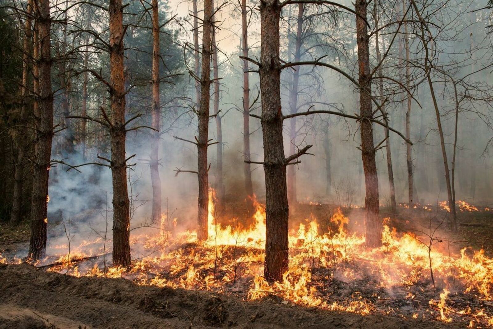 Задержан житель Башкирии в поджоге леса в пяти местах