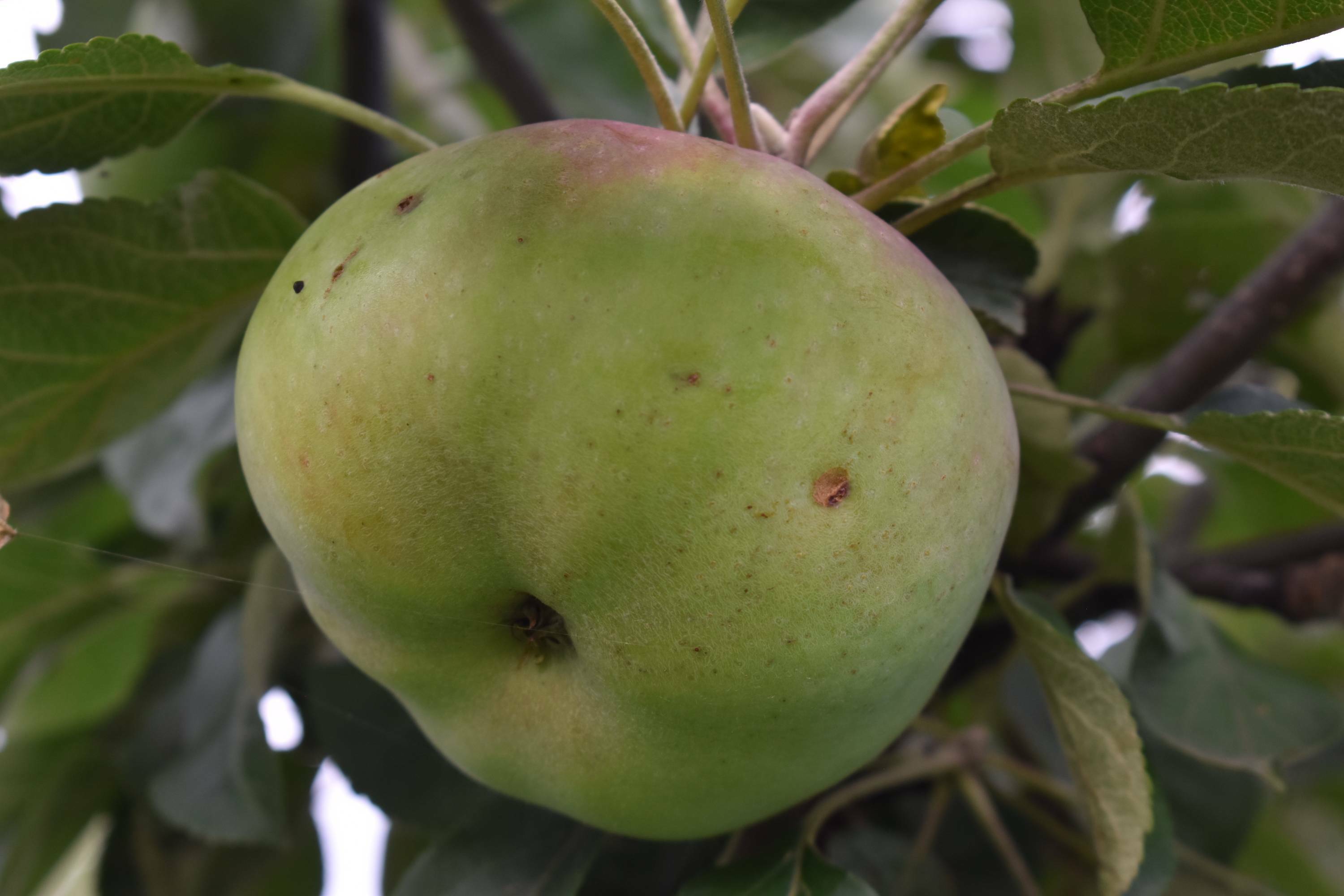 Яблоня - царица сада!